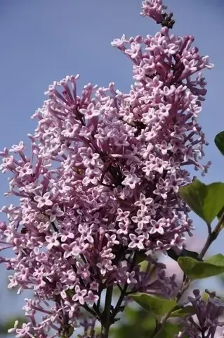 Online bestellen - Dwerg Sering (Syringa ‘Josée‘)