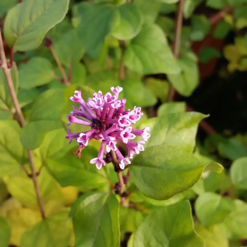 Dwergsering (Syringa ‘Flowerfest Pink‘) - Veel voordeel