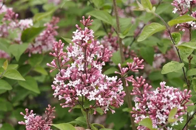 Extra korting - Sering op stam (Syringa microphylla ‘Superba‘)