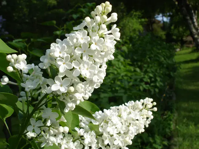 Sering, wit (Syringa vulgaris ‘Alba‘) - Laatste kans