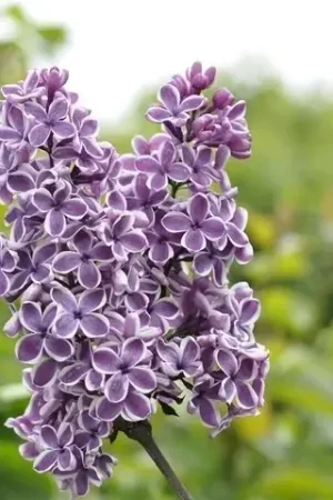 Actie - Tweekleurige Sering op stam (Syringa vulgaris ‘Sensation‘)