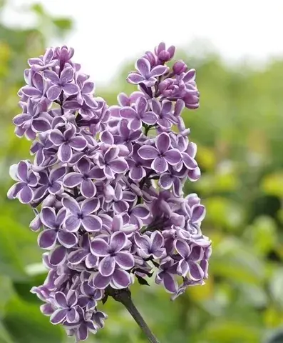 Actie - Tweekleurige Sering op stam (Syringa vulgaris ‘Sensation‘)