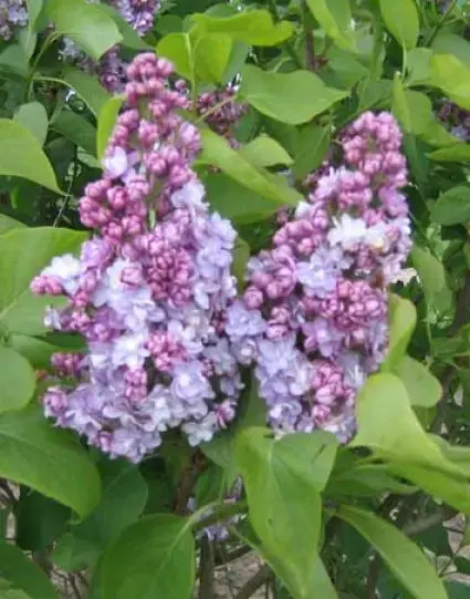 Sering op stam (Syringa vulgaris ‘Michel Buchner‘) | Verlaagde prijs