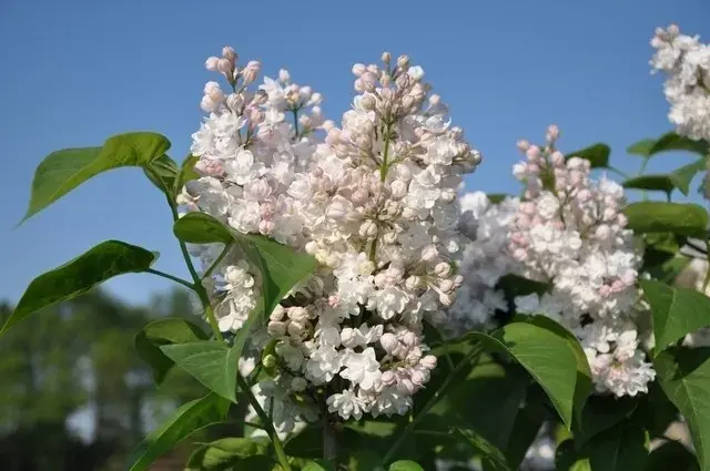 Sering op stam (Syringa vulgaris ‘Beauty of Moscow‘) | Voordeelprijs