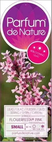 Topdeal | Sering op stam (Syringa Flowerfesta® ‘Pink‘)