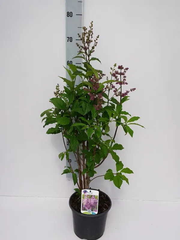 Nu kopen - Sering (Syringa prest. Minuet)