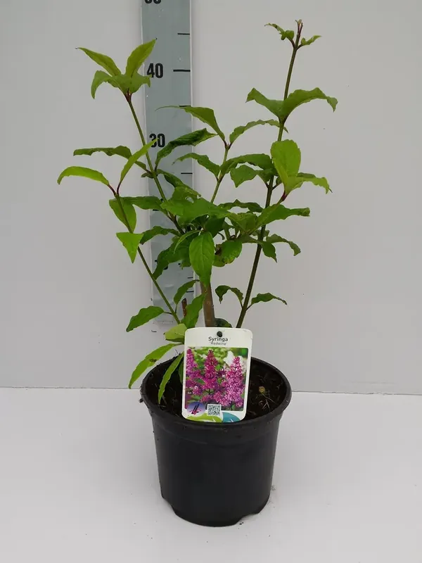 Goed beoordeeld - Sering (Syringa prest. ‘Redwine‘)