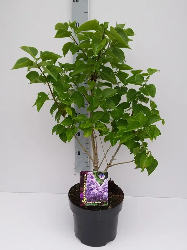 Sering (Syringa vulgaris ‘Carpe Diem) | Direct bestellen