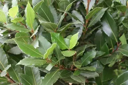 Echte laurier als piramide (Laurus nobilis) | Nieuw
