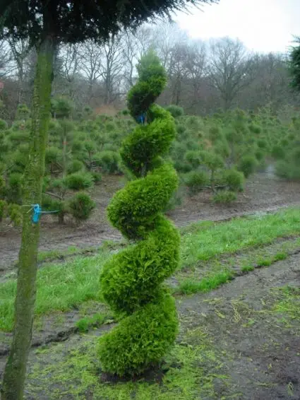 Cupressocyparis als spiraal (Cupressocyparis leylandii ‘Gold Rider‘) | Bestel vandaag