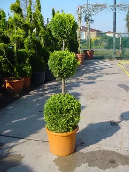 Cupressocyparis, triobol (Cupressocyparis leylandii ‘Castlewellan Gold‘) | Speciale aanbieding