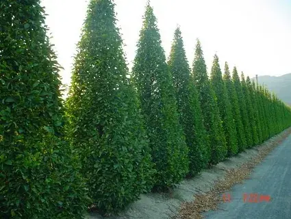 Beste prijs | Haagbeuk als pyramide (Carpinus betulus ‘Fastigiata‘ )