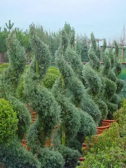 Net binnen - Cipres als spiraal (Cupressus arizonica ‘Glauca‘)