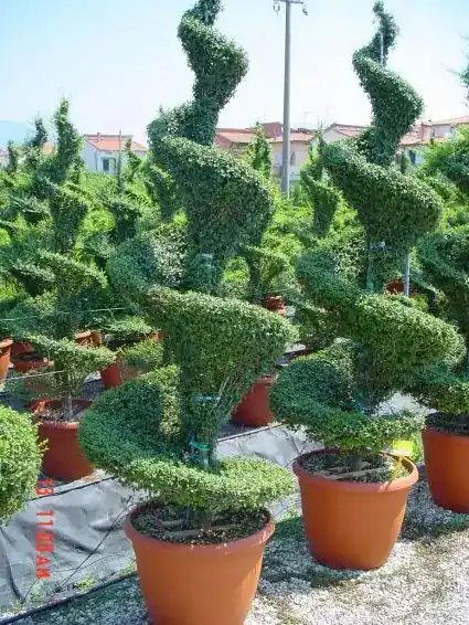 Verlaagde prijs | Liguster als spiraal (Ligustrum delavayanum)