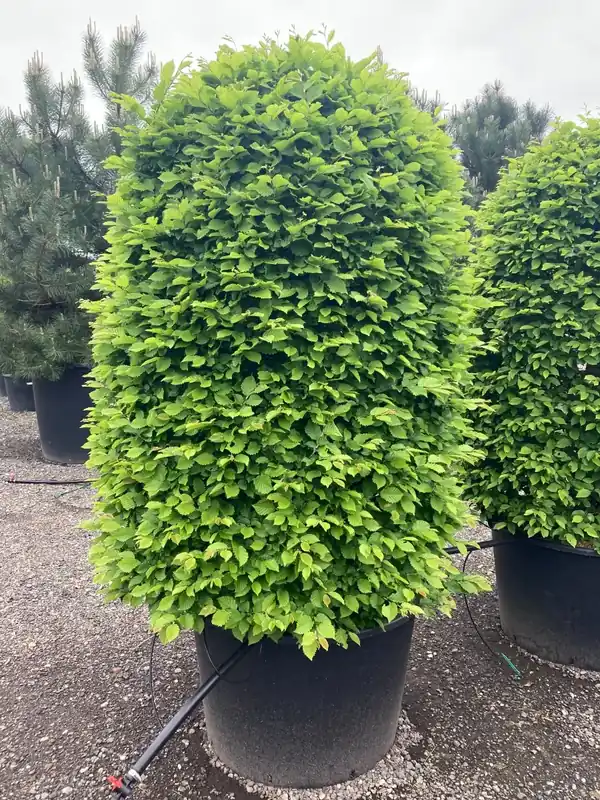 Veel voordeel | Haagbeuk als cilinderboom (Carpinus betulus)