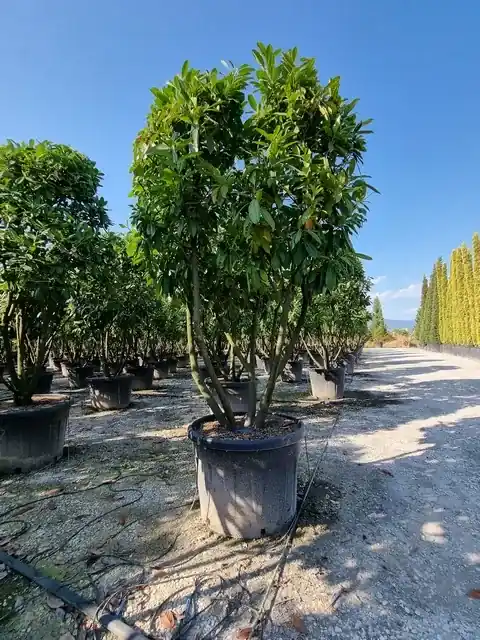 Outlet | Laurier meerstammig, (Prunus laurocerasus ‘Novita‘)