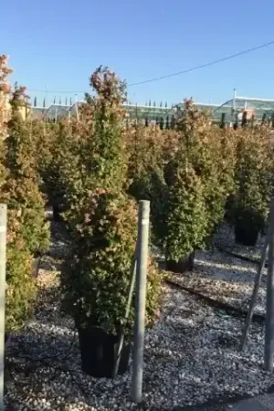 Abelia als piramide (Abelia grandiflora) | Wees er snel bij