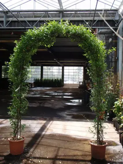 Toscaanse Jasmijn in boogvorm (Trachelospernum jasminoides) - Favoriet van klanten