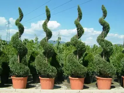 Leylandii als spiraal (Cupressocyparis leylandii) | Mis het niet
