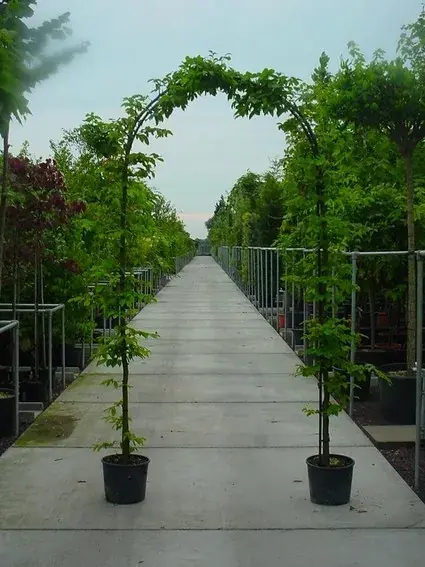 Haagbeuk in boogvorm (Carpinus betulus ‘Fastigiata‘ ) | Veel gekozen