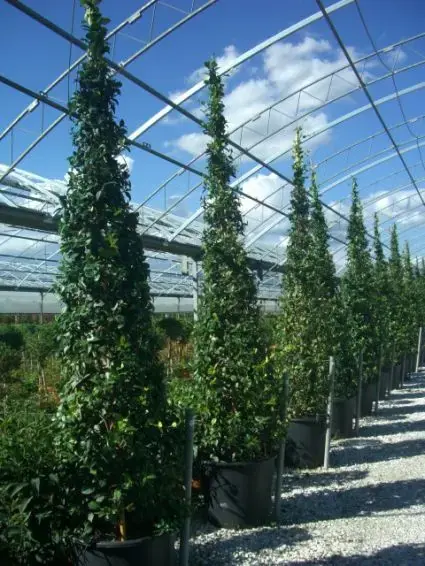 Toscaanse Jasmijn als piramide (Trachelospernum jasminoides) | Prijsverlaging