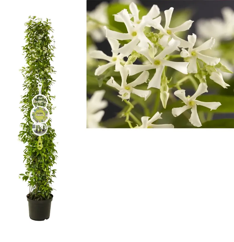 Op = op - Toscaanse Jasmijn, Cilinder (Trachelospermum jasminoides )