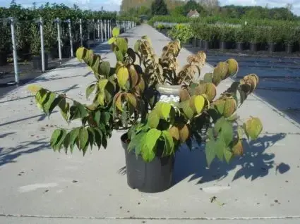 Sneeuwbal (Viburnum plicatum ‘Mariesii‘) | Korting