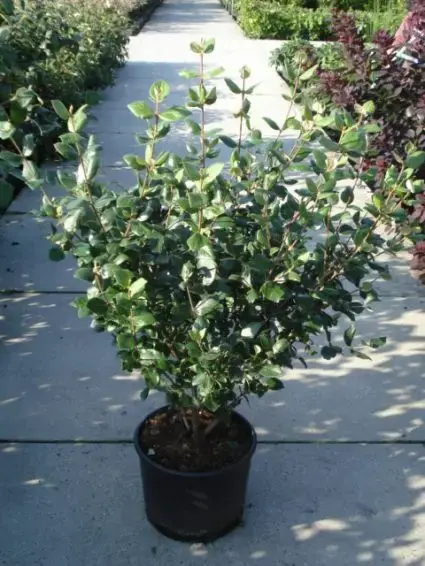 Sneeuwbal (Viburnum burkwoodii ‘Anne Russel‘) | Net binnen