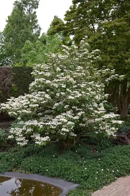 Aanbieding loopt bijna af | Japanse Sneeuwbal (Viburnum plicatum ‘Tomentosum‘)