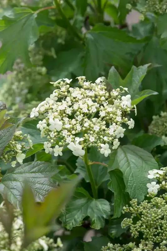 Klaar voor verzending - Gelderse roos (Viburnum opulus ‘Compactum‘)