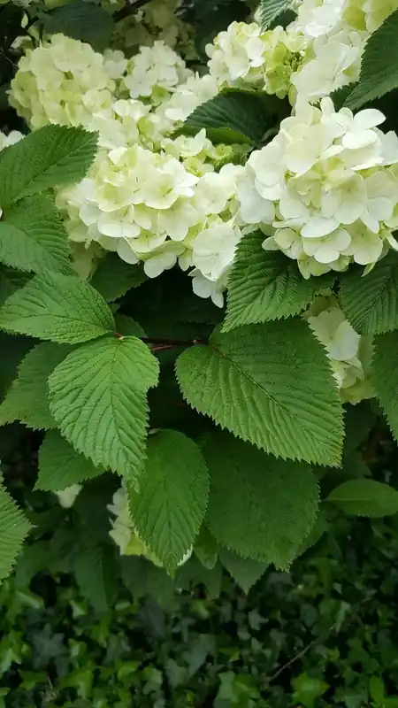Nieuw binnengekomen | Japanse sneeuwbal (Viburnum plicatum ‘Rotundifolium’)