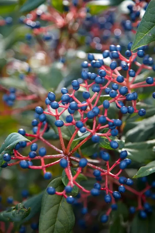 Actieprijs - Sneeuwbal (Viburnum globosum ‘Jermyn‘s Globe‘)
