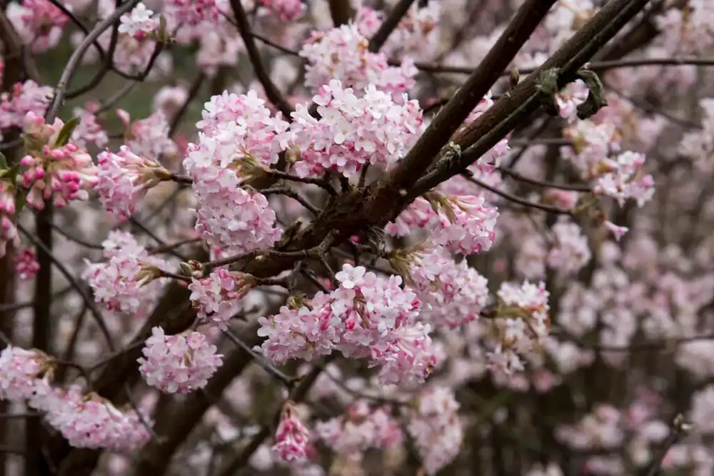 Rechtstreeks uit de fabriek - Winterbloeiende Sneeuwbal kopen? Viburnum bodnantense Dawn