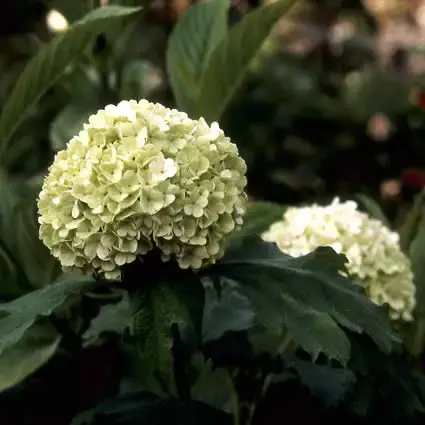 Sneeuwbal (Viburnum opulus ‘Roseum‘) - Prijs verlaagd