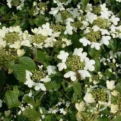 Sneeuwbal (Viburnum plicatum ‘Summer Snowflake‘) | Bestseller
