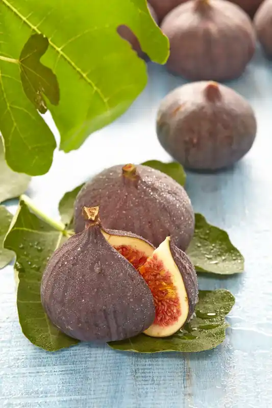 Vijg (Ficus carica ‘Brown Turkey‘) - Premiumkwaliteit