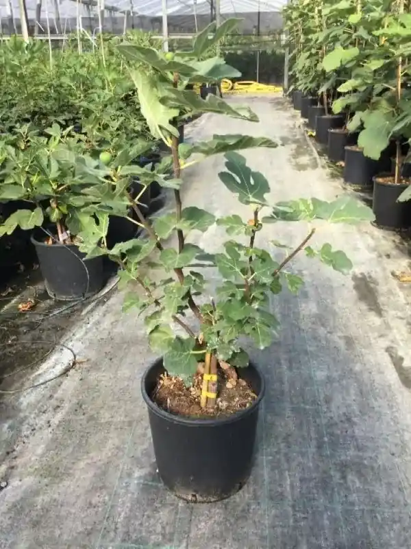 Sale | Vijg (Ficus carica ‘Rouge de Bordeaux‘)