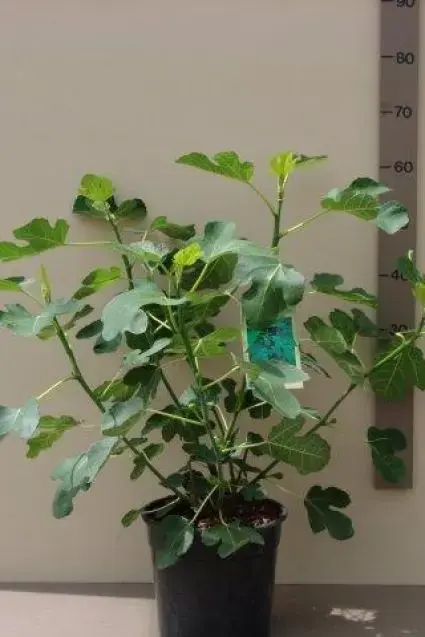 Vijg (Ficus carica) - Professionele kwaliteit