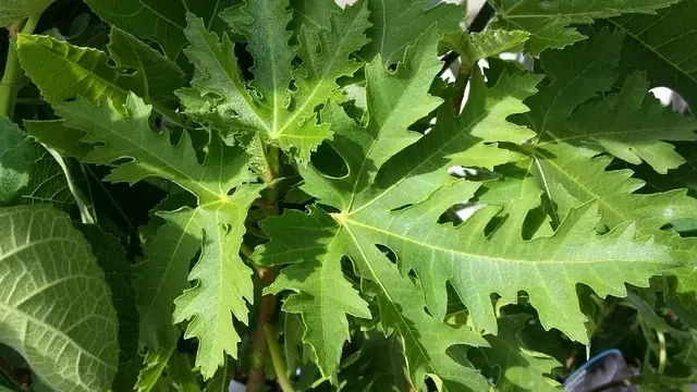 Topkwaliteit | Vijg (Ficus carica ‘Ice Crystal‘)