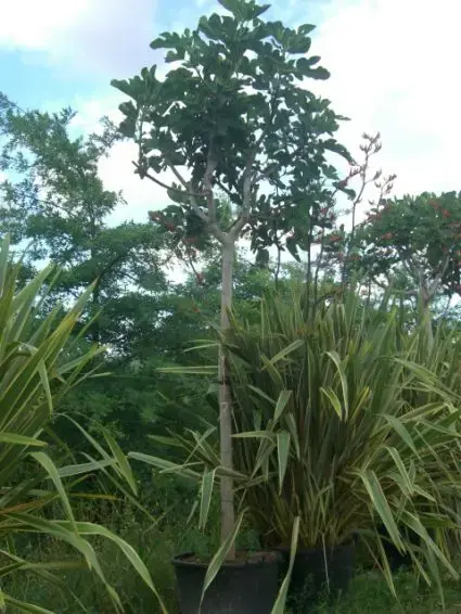 Vijgenboom (Ficus carica) - Direct bestellen