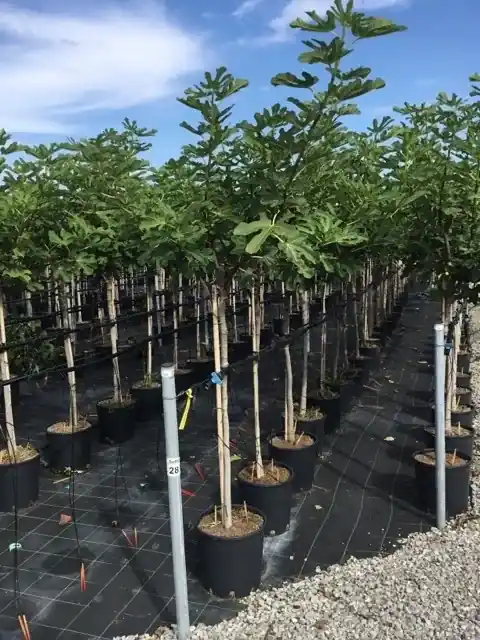 Vijg als halfstam (Ficus carica ‘Rouge de Bordeaux‘) | Wees er snel bij