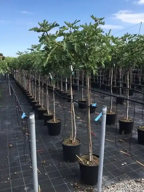 Net gelanceerd - Vijg als halfstam (Ficus carica ‘Ice Crystal‘)