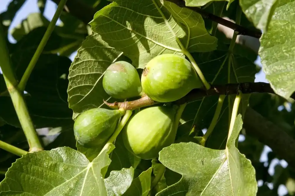 Shop nu - Vijg (Ficus carica ‘Fiorone Bianco‘)