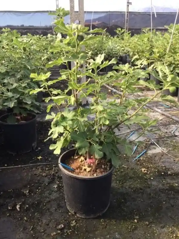 Premiumkwaliteit - Vijg (Ficus carica ‘Violet Dauphine‘)