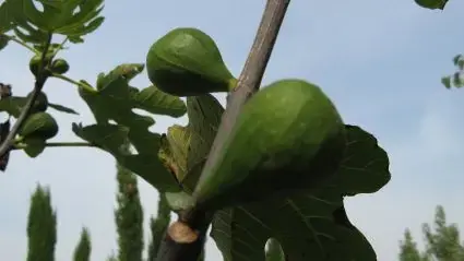 Vijg als solitair (Ficus carica) | Flitsaanbieding