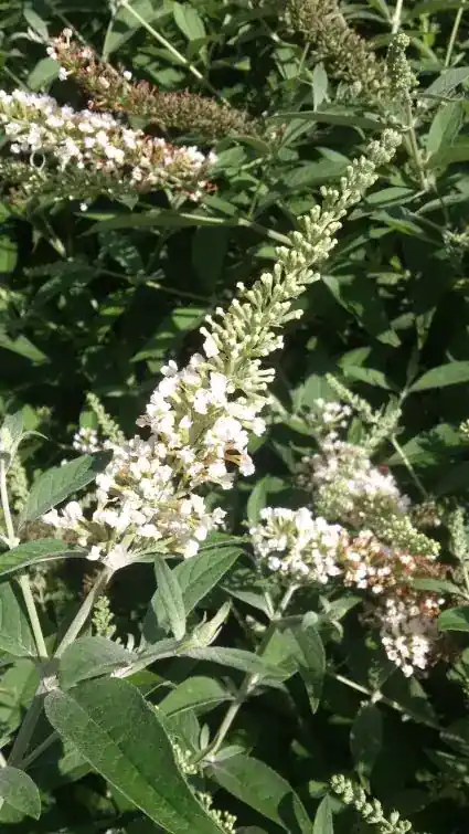 Vlinderstruik (Buddleja ‘White Chip‘) | Aanbieding loopt bijna af