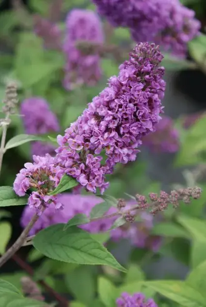 Laatste kans | Vlinderstruik (Buddleja ‘Blue Chip‘)