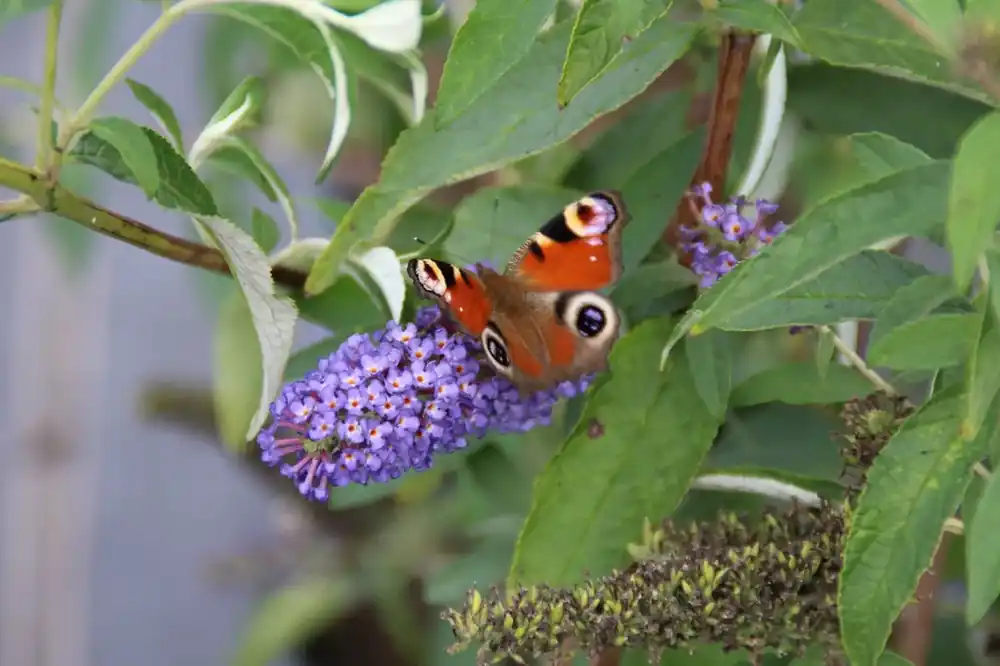 Net binnen - Blauwe vlinderstruik kopen en online bestellen