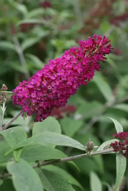 Nu beschikbaar - Vlinderstruik (Buddleja ‘Miss Ruby‘)