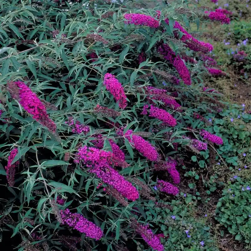 Meest verkocht - Vlinderstruik (Buddleja davidi ‘Nanho Purple‘)